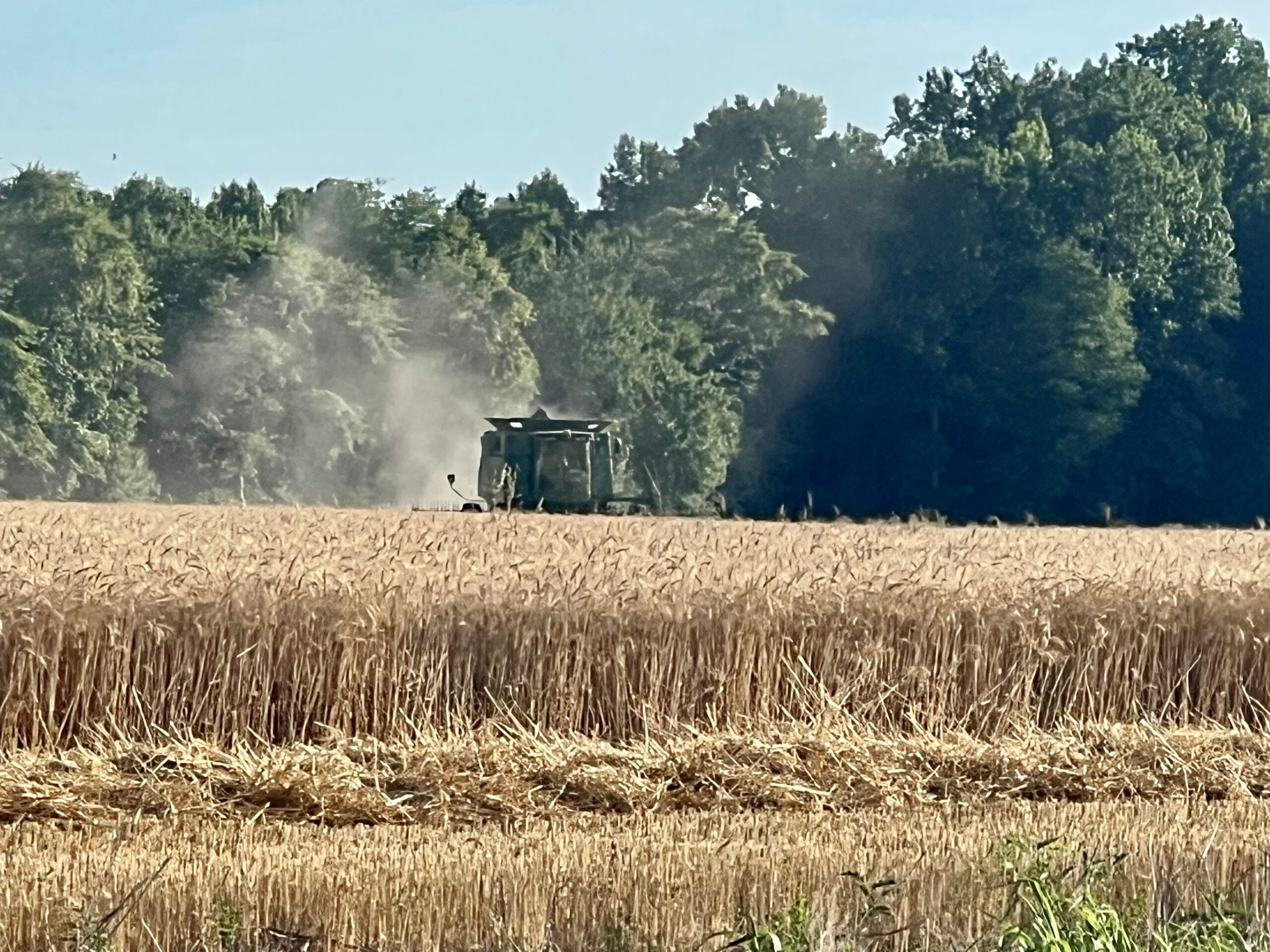 Combine harvester harvesting golden wheat field