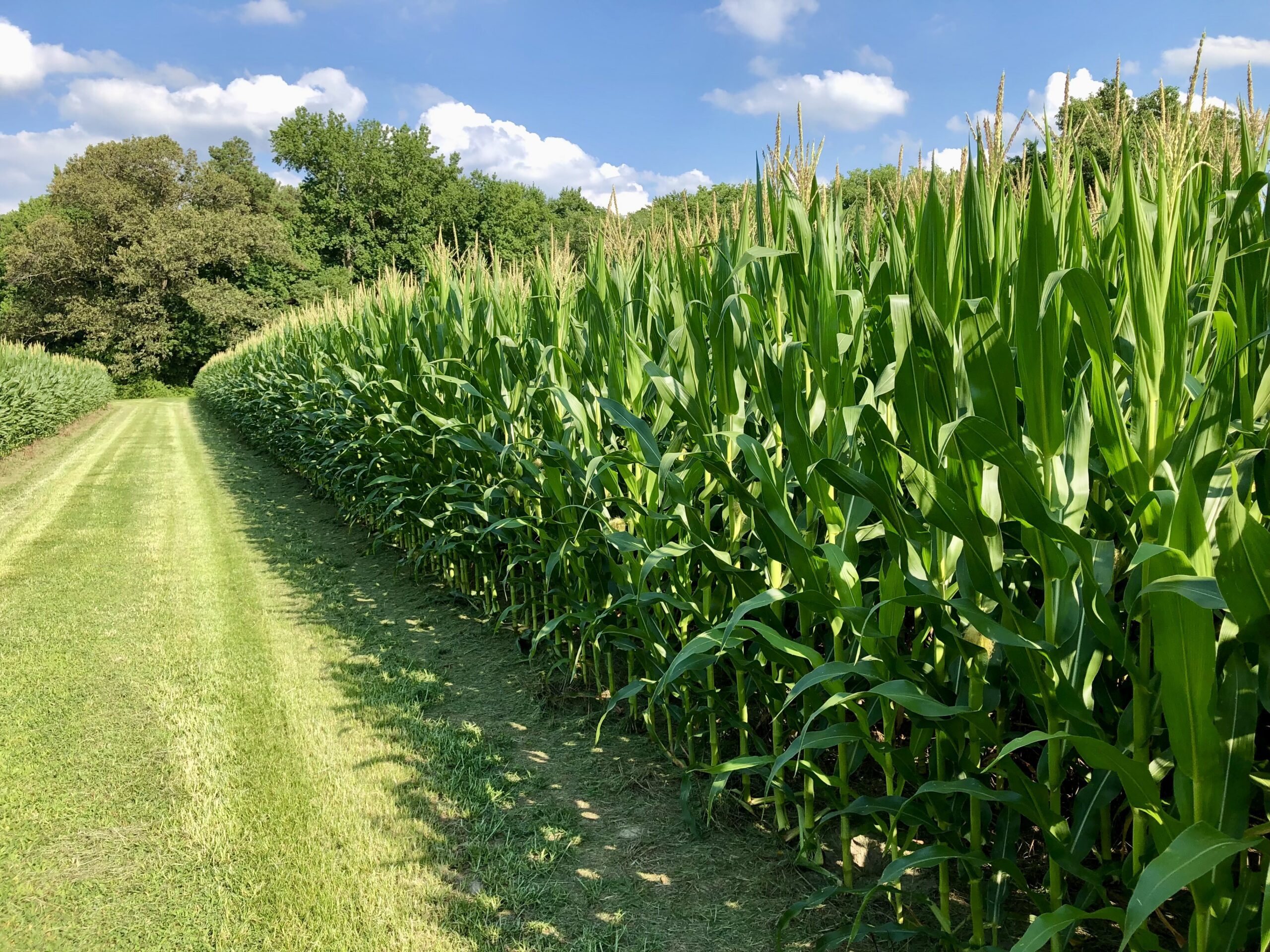 Rows of corn alongside mowed grass path