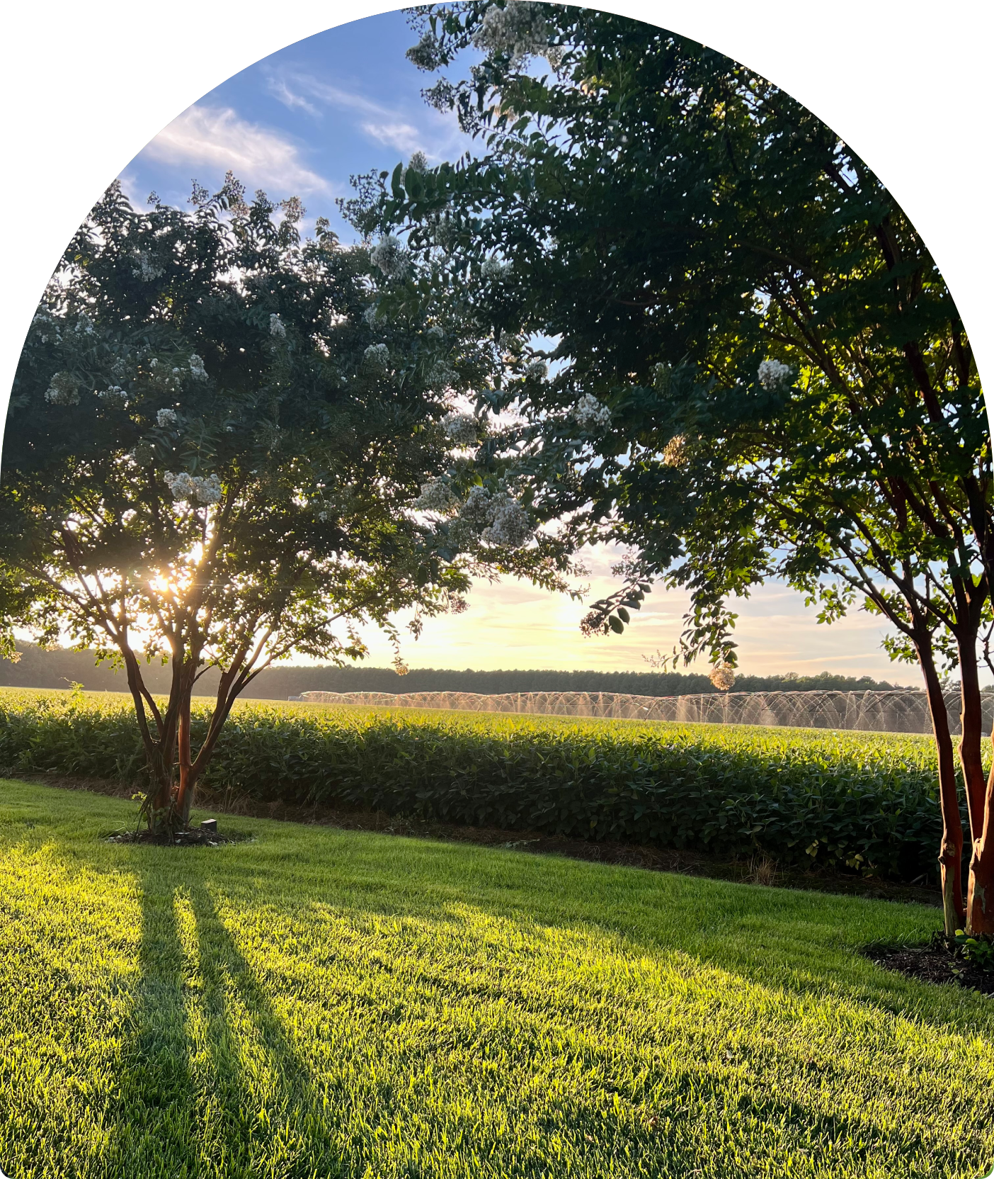 Sunlit trees casting long shadows on lawn