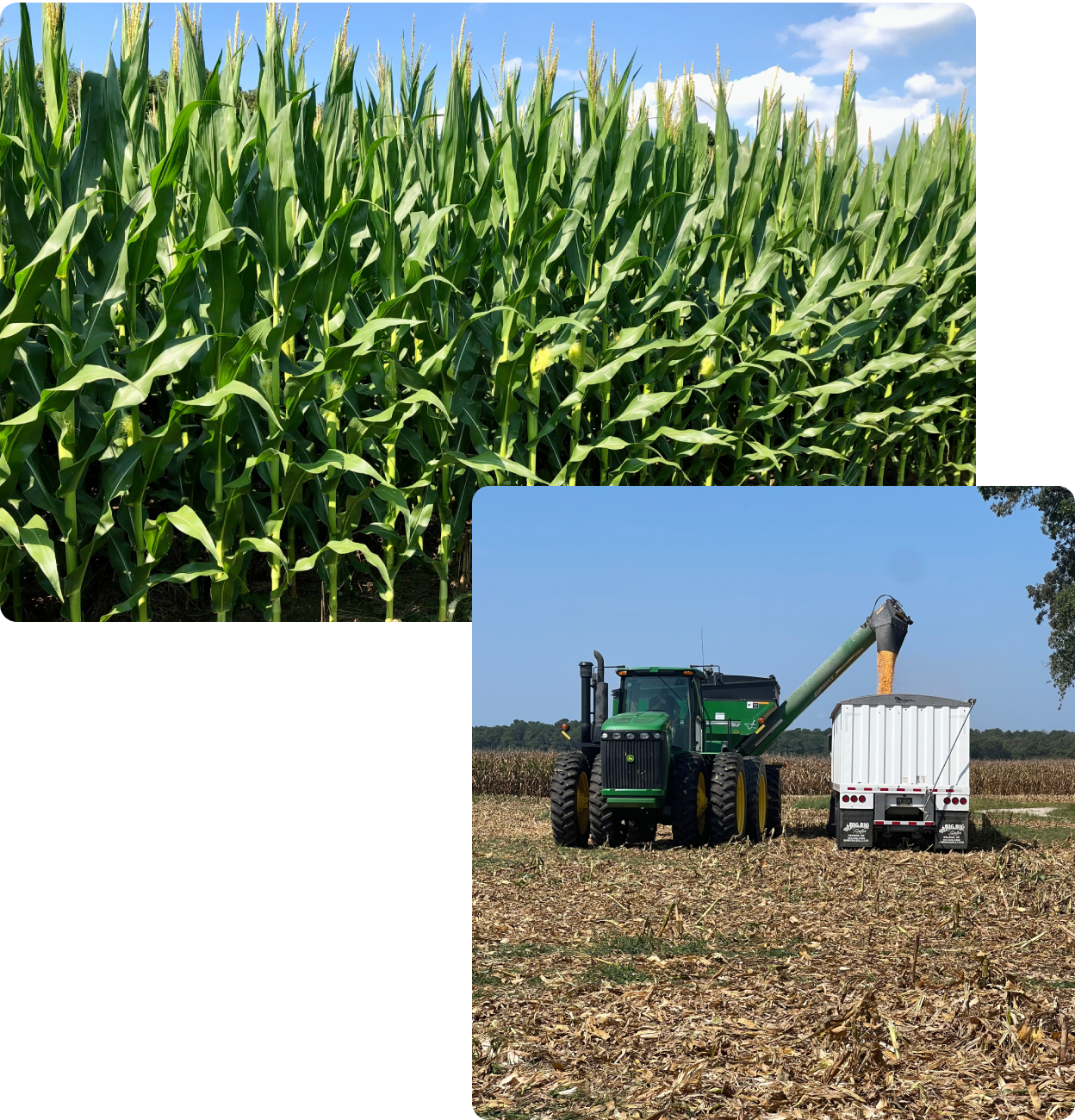 Tractor unloading harvested corn beside standing cornfield