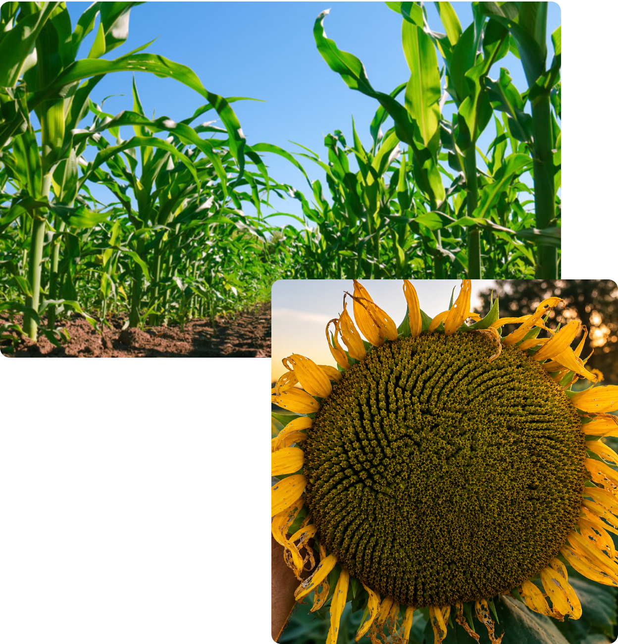 Cornfield with inset sunflower close-up
