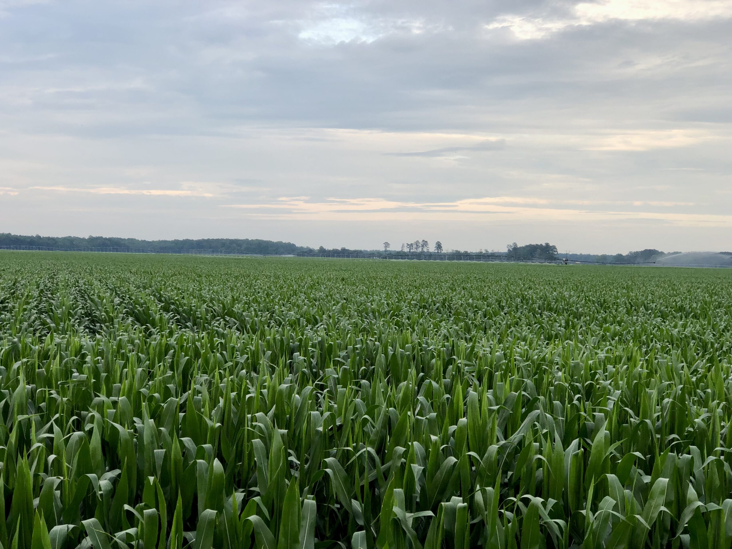 Expansive green cornfield under cloudy sky